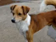 Marronzinho