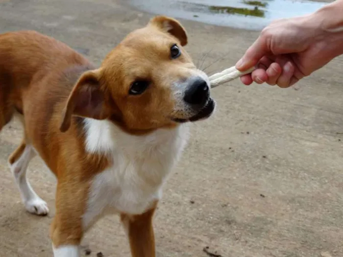 Cachorro ra a SRD idade 2 anos nome Marronzinho