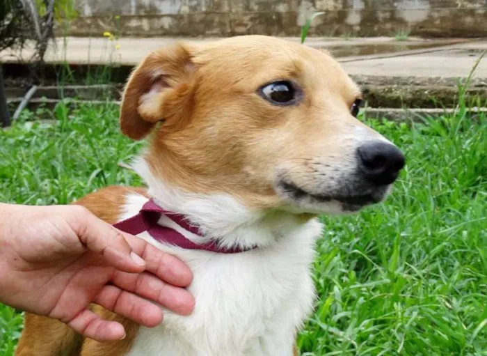Cachorro ra a SRD idade 2 anos nome Marronzinho