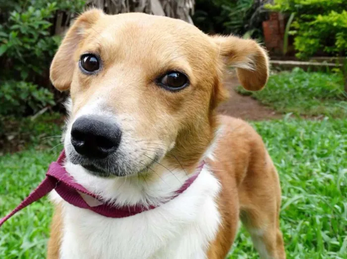Cachorro ra a SRD idade 2 anos nome Marronzinho
