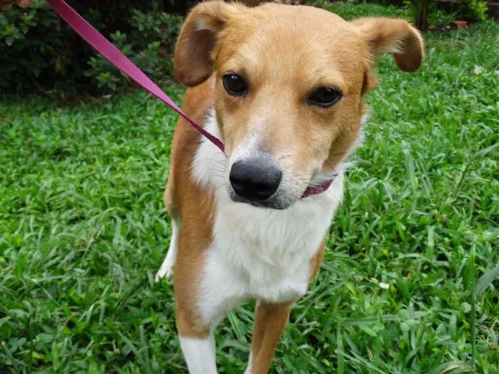 Cachorro ra a SRD idade 2 anos nome Marronzinho