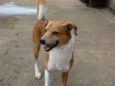 Marronzinho