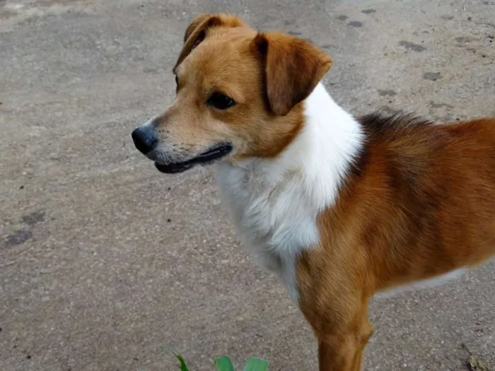 Cachorro ra a SRD idade 2 anos nome Marronzinho