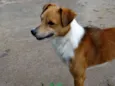 Marronzinho