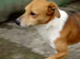 Marronzinho
