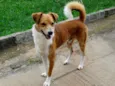Marronzinho