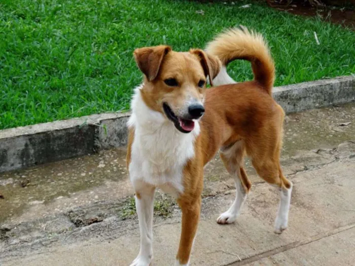 Cachorro ra a SRD idade 2 anos nome Marronzinho