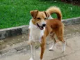 Marronzinho