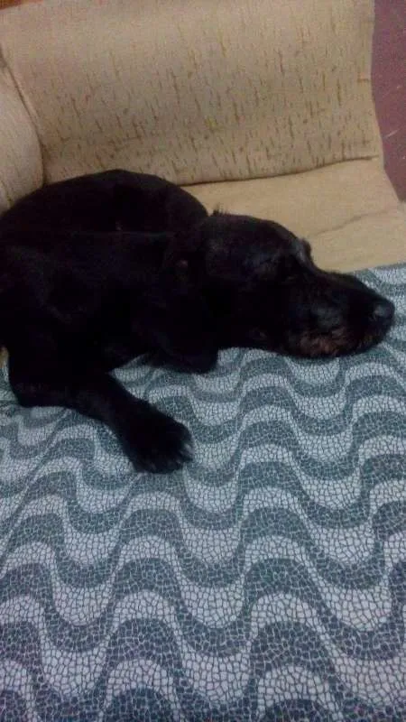 Cachorro ra a SRD idade 2 anos nome Scott