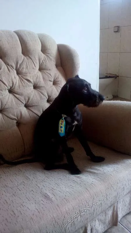 Cachorro ra a SRD idade 2 anos nome Scott