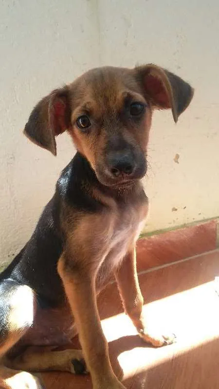 Cachorro ra a vira lata idade 2 a 6 meses nome calebe