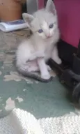 Não possui
