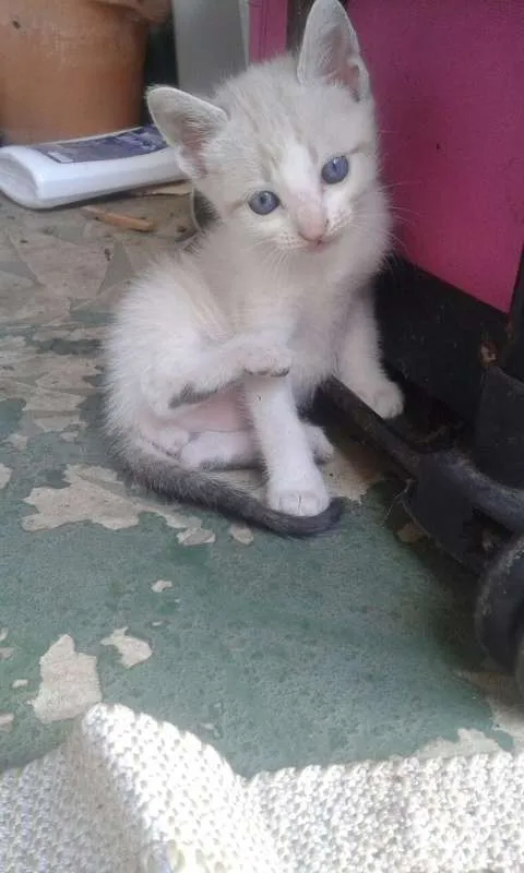 Gato ra a Não sei idade  nome Não possui