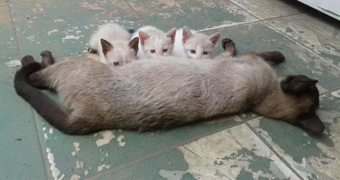 Gato ra a Não sei idade  nome Não possui