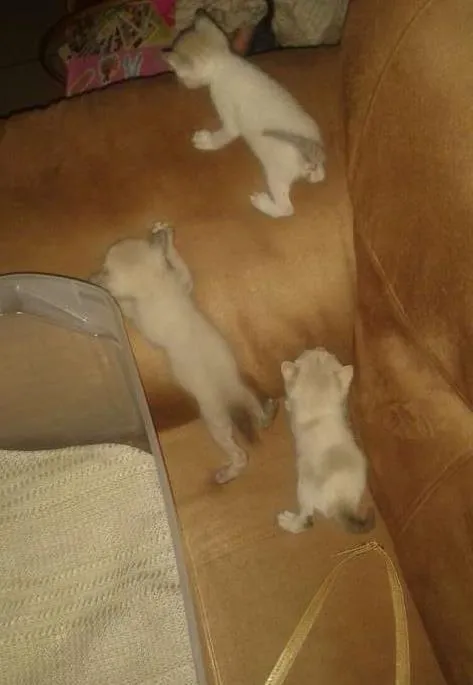 Gato ra a Não sei idade  nome Não possui