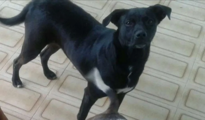 Cachorro ra a Labrador idade 5 anos nome Brigite e Margo