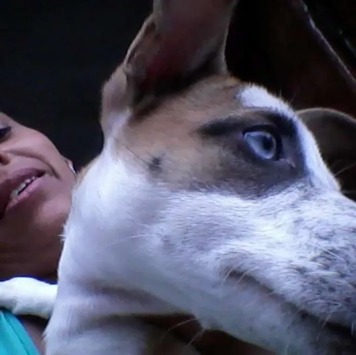 Cachorro ra a nao definida idade 1 ano nome penny