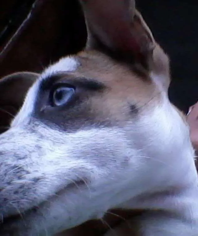 Cachorro ra a nao definida idade 1 ano nome penny