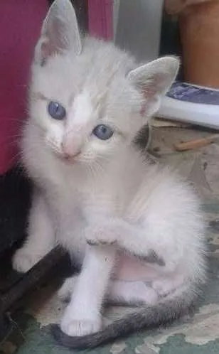 Gato ra a Não sei idade  nome Não possui