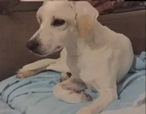 Cachorro raça SRD idade 7 a 11 meses nome Marceline