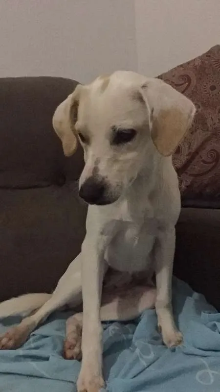 Cachorro ra a SRD idade 7 a 11 meses nome Marceline