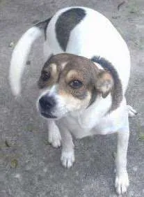 Cachorro raça SRD idade 2 anos nome Tayson