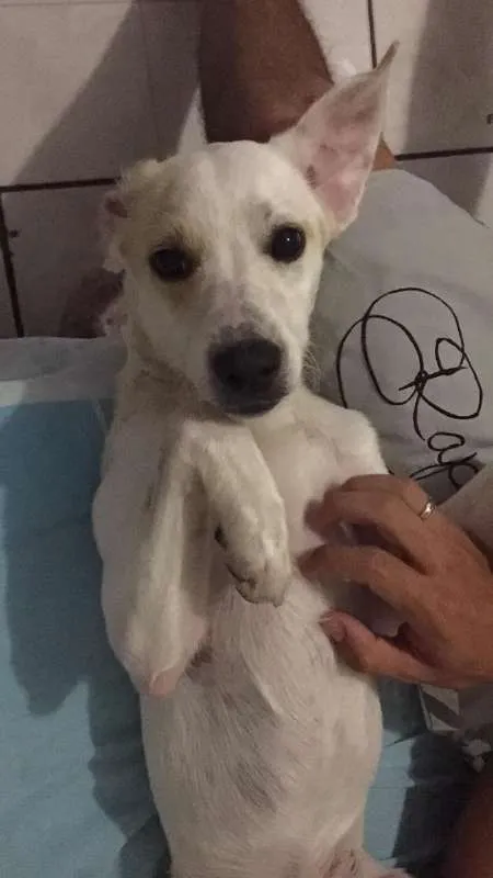 Cachorro ra a SRD idade 7 a 11 meses nome Marceline