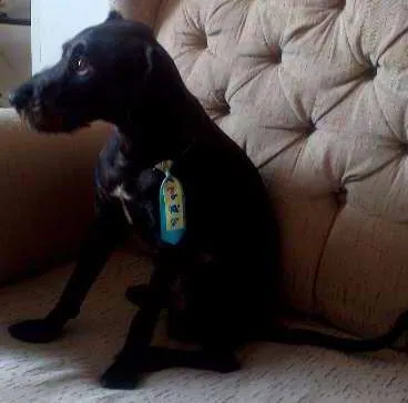 Cachorro ra a SRD idade 2 anos nome Scott
