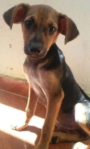 Cachorro raça vira lata idade 2 a 6 meses nome calebe