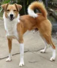 Marronzinho