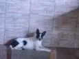 Milli