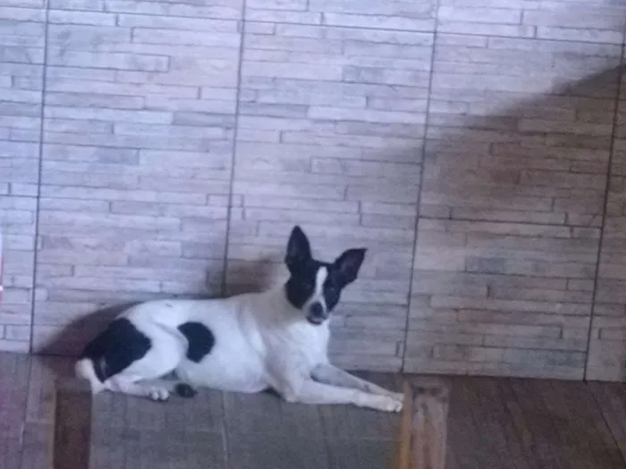 Cachorro ra a SRD idade 3 anos nome Milli