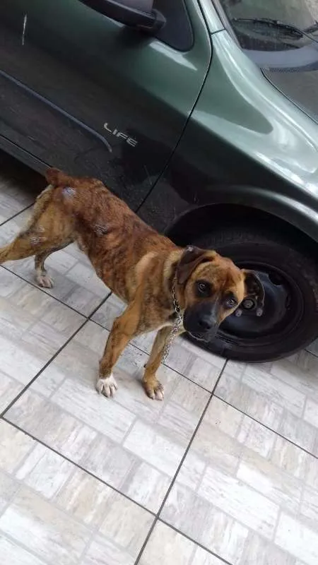 Cachorro ra a Indefinida idade 3 anos nome Zelão