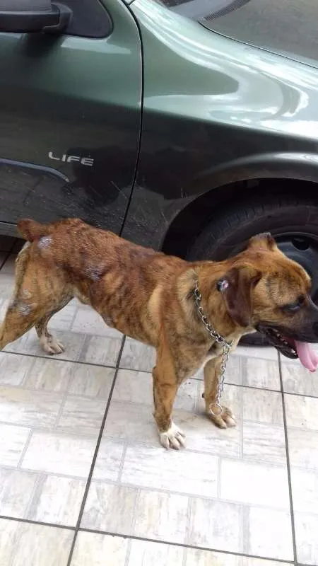 Cachorro ra a Indefinida idade 3 anos nome Zelão