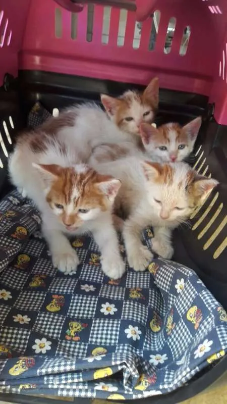 Gato ra a mestiço idade 2 a 6 meses nome Sem nome
