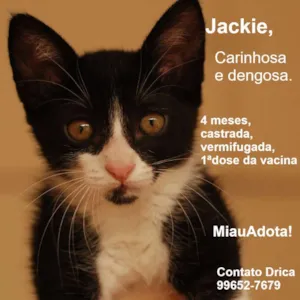 Gato raça SRD idade 2 a 6 meses nome Jackie