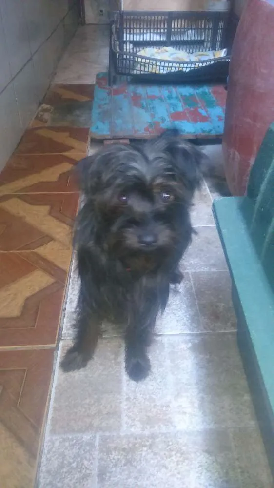 Cachorro ra a Rnd idade 2 anos nome Bilu