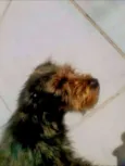 magnun