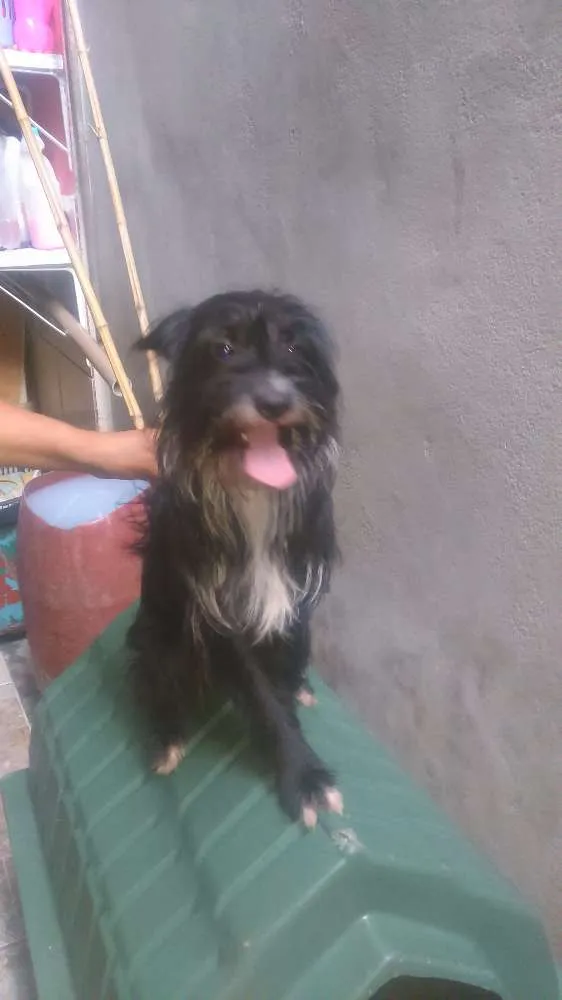 Cachorro ra a Rnd idade 2 anos nome Bola