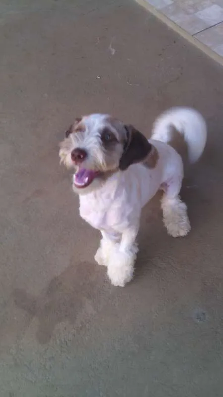 Cachorro ra a lhasa apso com poodle idade 2 a 6 meses nome Bidu