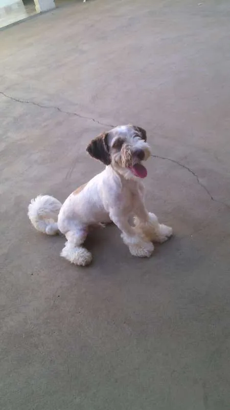 Cachorro ra a lhasa apso com poodle idade 2 a 6 meses nome Bidu