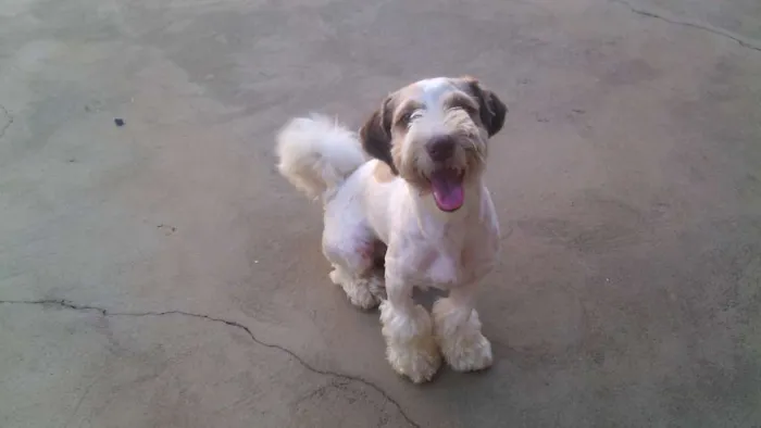 Cachorro ra a lhasa apso com poodle idade 2 a 6 meses nome Bidu