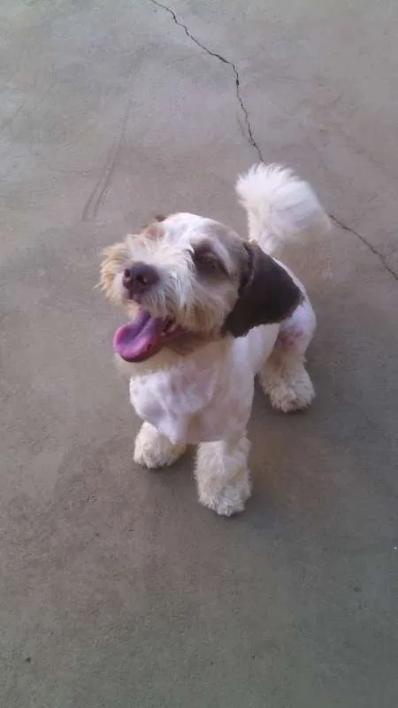 Cachorro ra a lhasa apso com poodle idade 2 a 6 meses nome Bidu