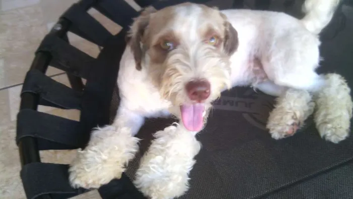 Cachorro ra a lhasa apso com poodle idade 2 a 6 meses nome Bidu