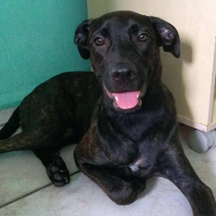 Cachorro ra a Pitbull com Labrador idade 7 a 11 meses nome Charli