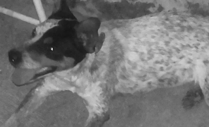 Cachorro ra a blue hiller idade 2 a 6 meses nome doçura
