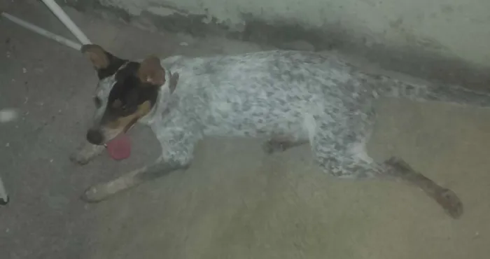 Cachorro ra a blue hiller idade 2 a 6 meses nome doçura