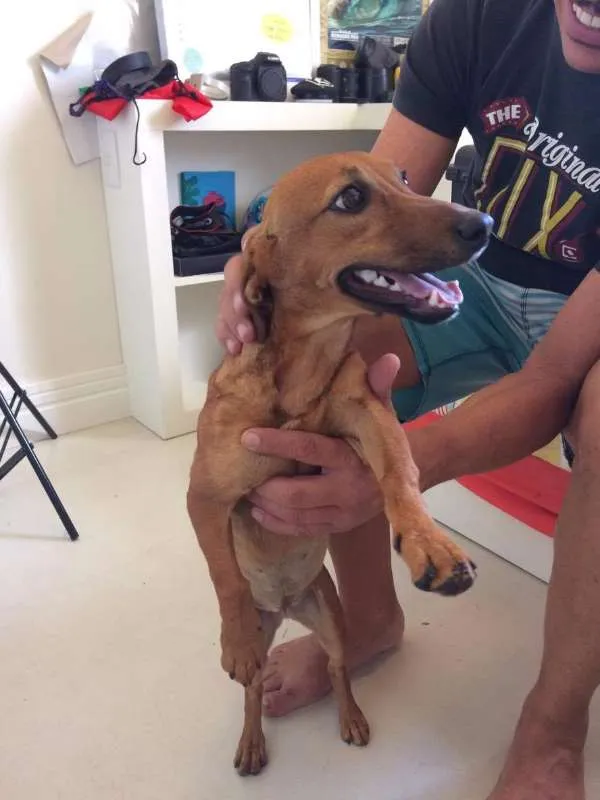 Cachorro ra a SRD idade 1 ano nome Paçoca