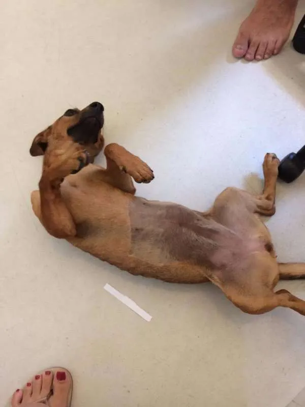 Cachorro ra a SRD idade 1 ano nome Paçoca