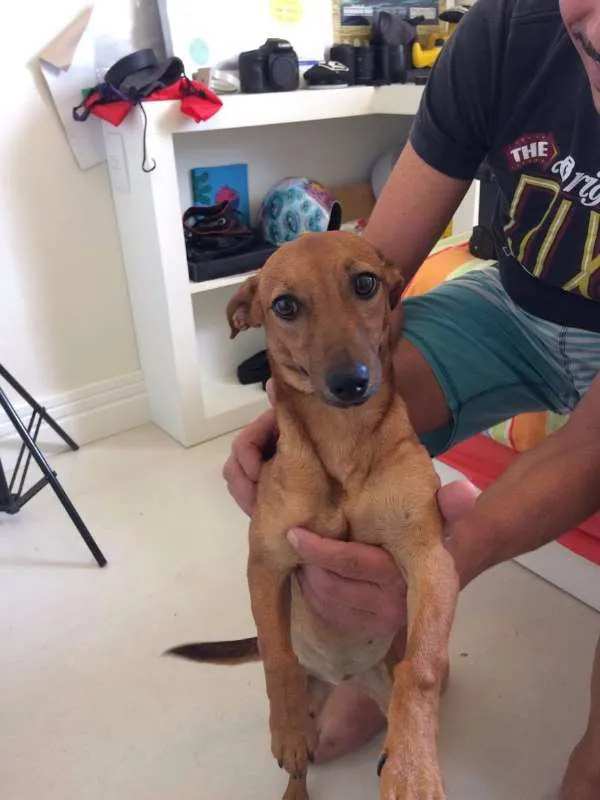 Cachorro ra a SRD idade 1 ano nome Paçoca
